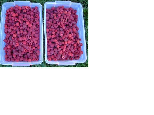 ZMEURĂ _ preluăm comenzi (2025)