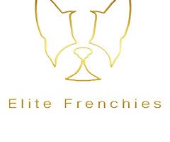 Exotic French Bulldogs for Sale | Elite Frenchies